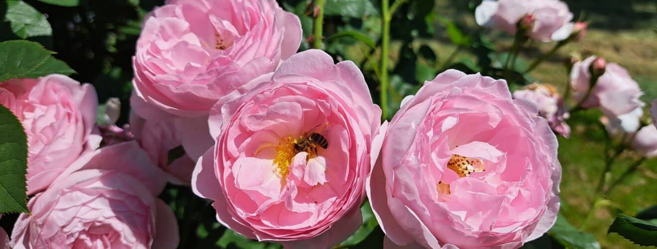 Pfingstrosen Pfingst-Ferien-Kurs