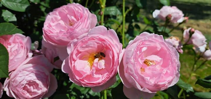 Pfingstrosen Pfingst-Ferien-Kurs